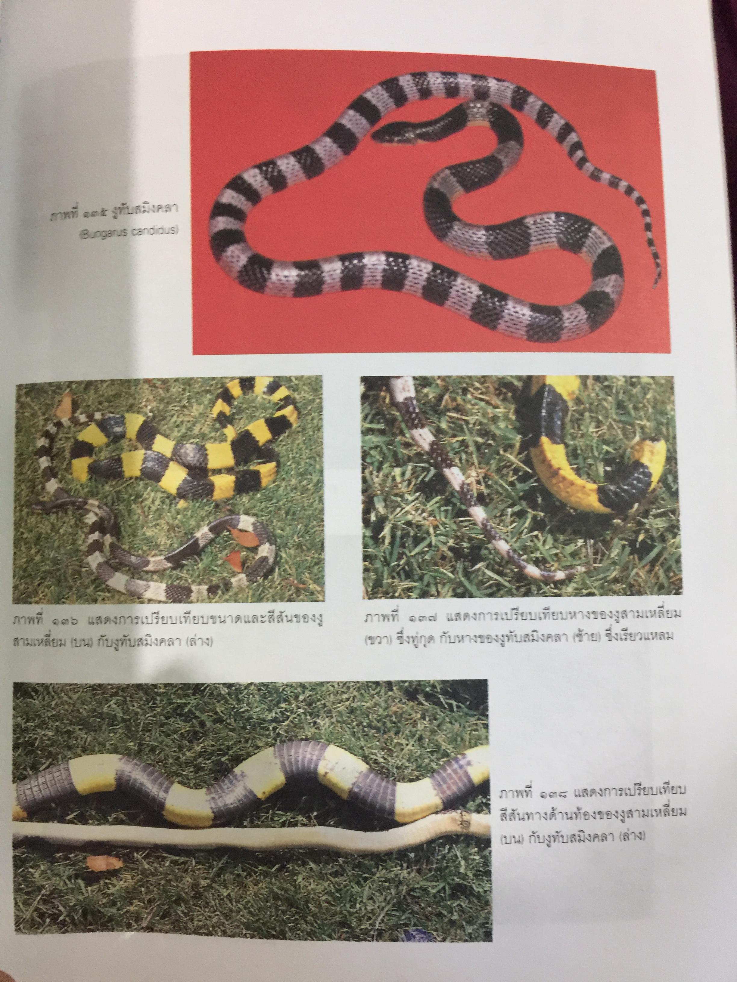 งูพิษ ในประเทศไทย ทุกแง่มุมชีวิตและลักษณะนิสัยของงูพิษ โดยผู้เชี่ยวชาญเรื่องงูมากที่สุดในประเทศไทยผู้เขียน ไพบูลย์ จินตกุล 0 กก.