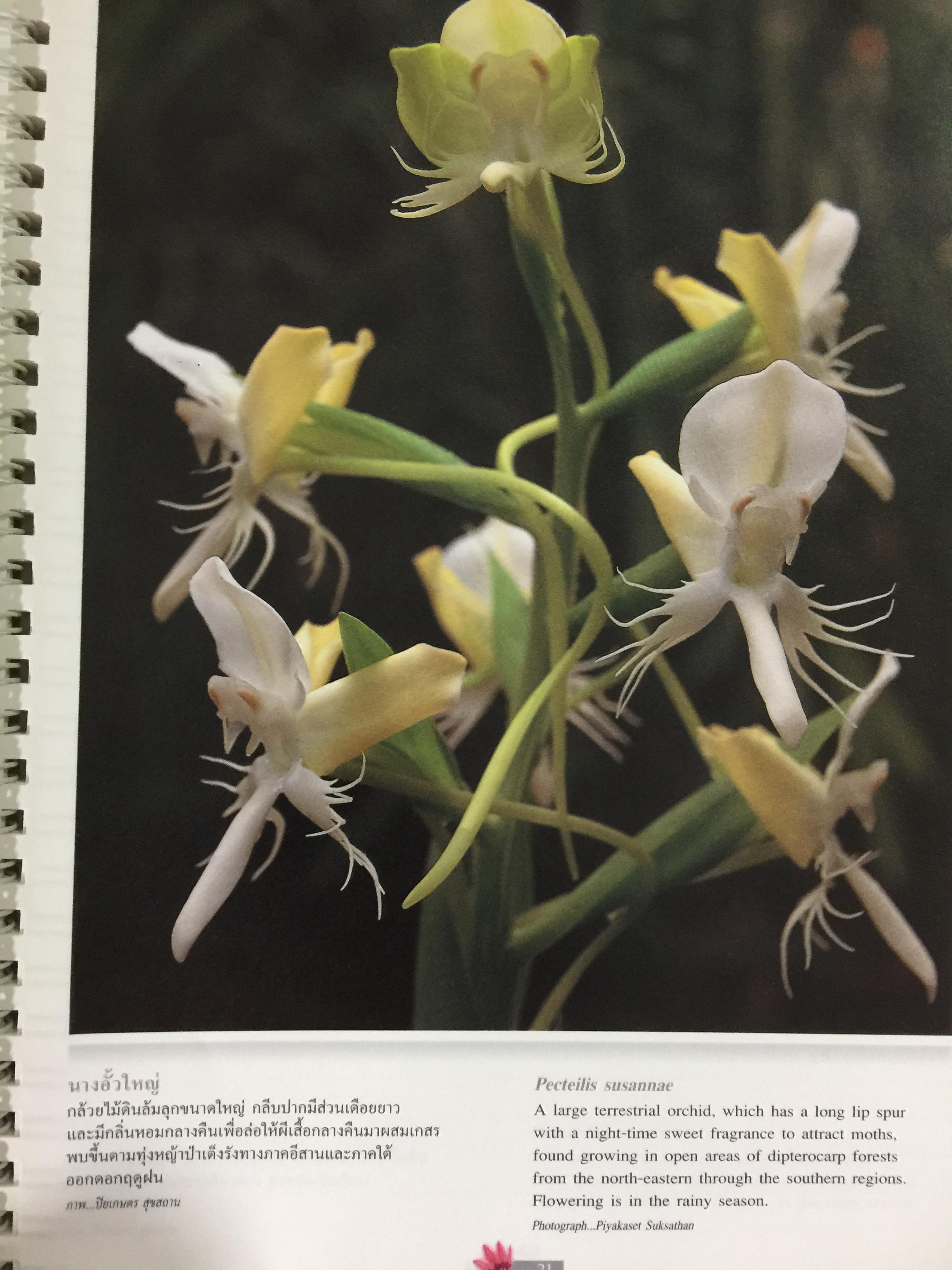 Wild Orchids of Thailand 0 กก.