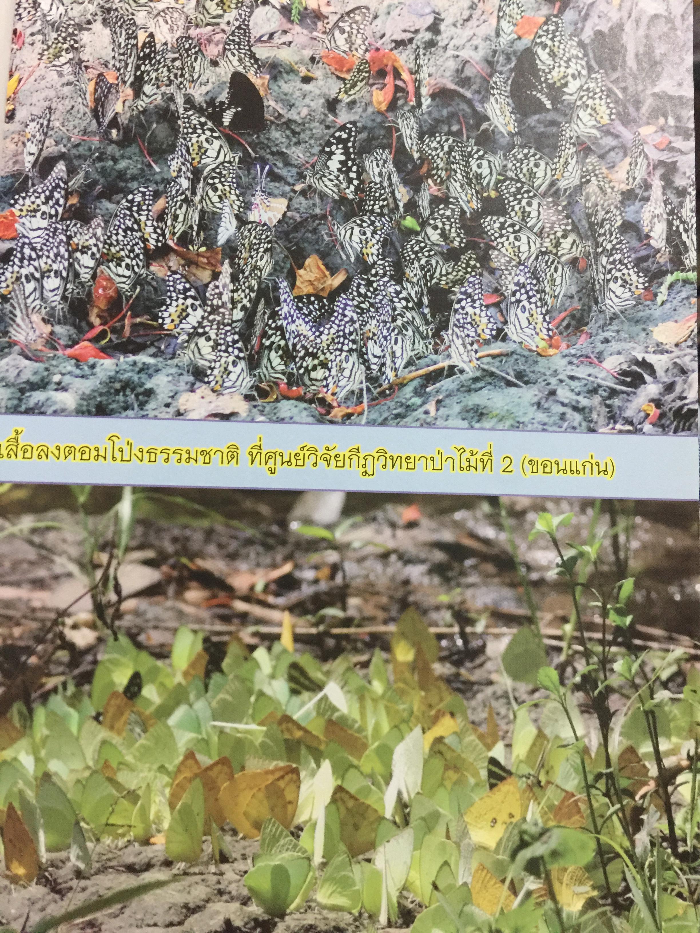 คู่มือการเพาะเลี้ยงผีเสื้อ. จัดทำโดย สำนักวิจัยการอนุรักษ์ป่าไม้และพันธุ์พืช กรมอุทยานแห่งชาติ สัตว์ป่า และพันธุ์พืช 0 กก.