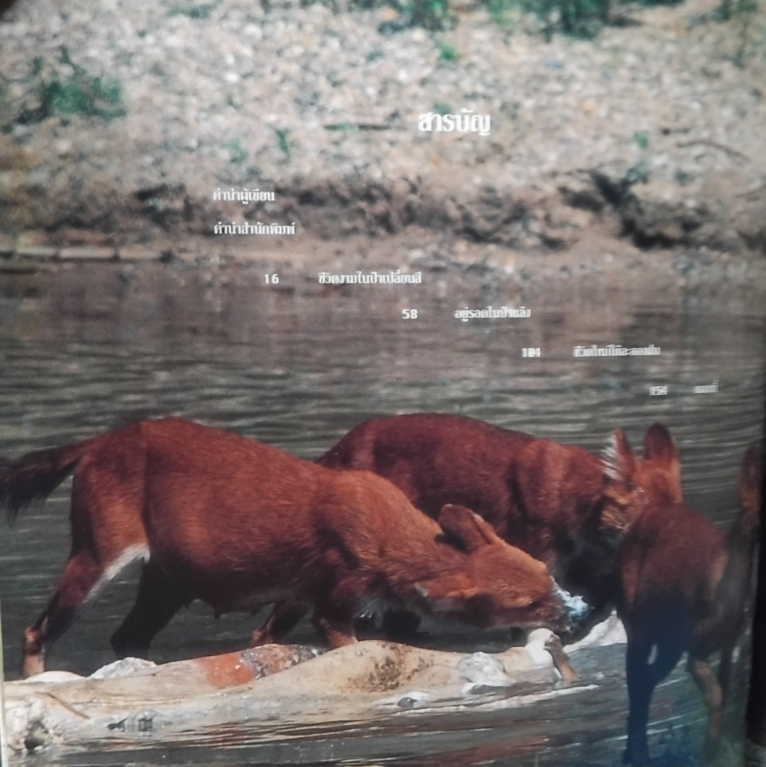 ชีพจรไพร SPIRIT OF THE JUNGLE โดย ม.ล.ปริญญากร วรวรรณ สารคดีภาพชีวิตสัตว์ป่า มือ1 ปกแข็งสภาพดี