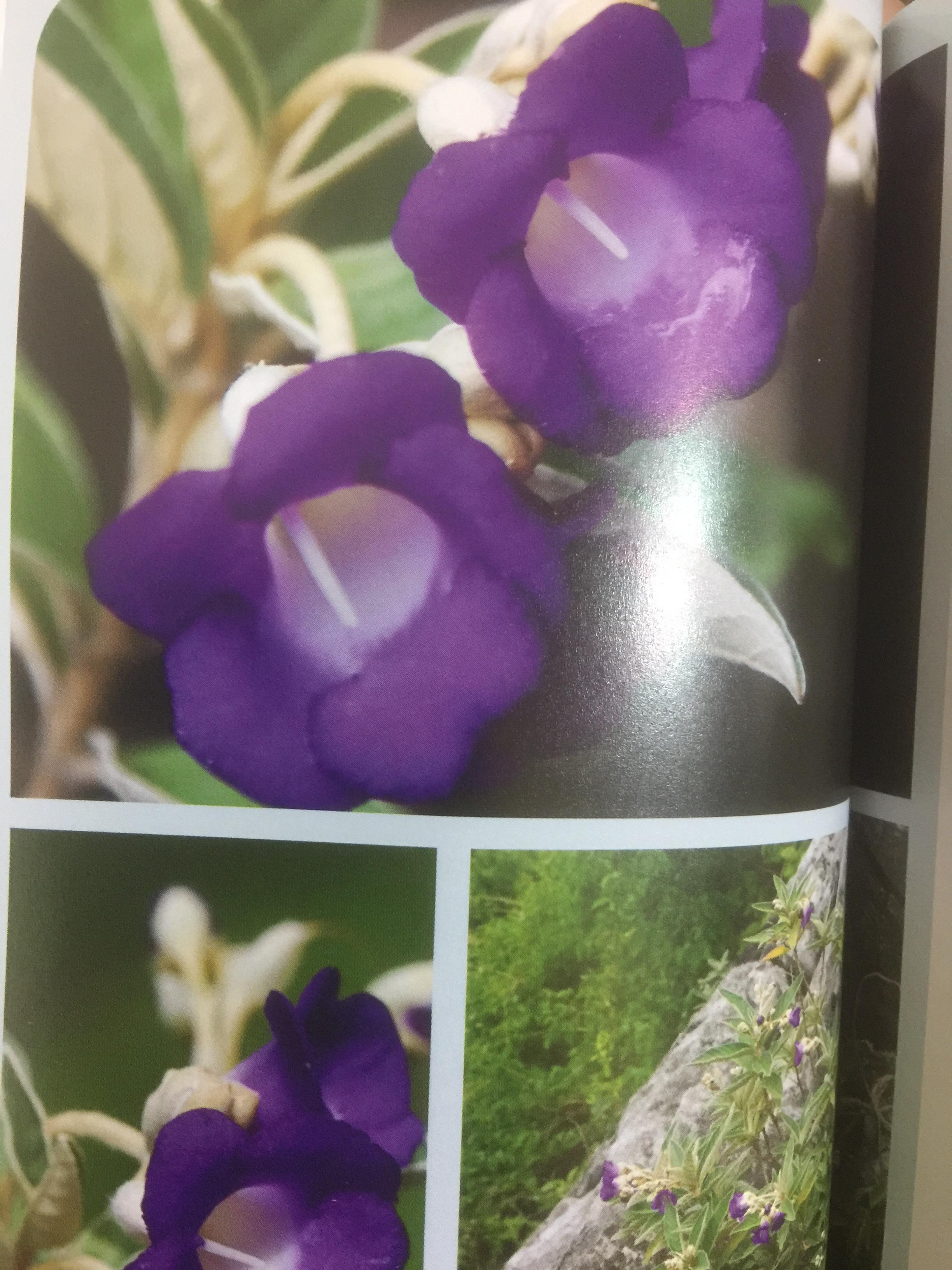 พรรณไม้พื้นเมืองไทย จากเขาใหญ่สู่ลำน้ำโขง ผู้จัดทำ กรมวิชาการเกษตร 0 กก.