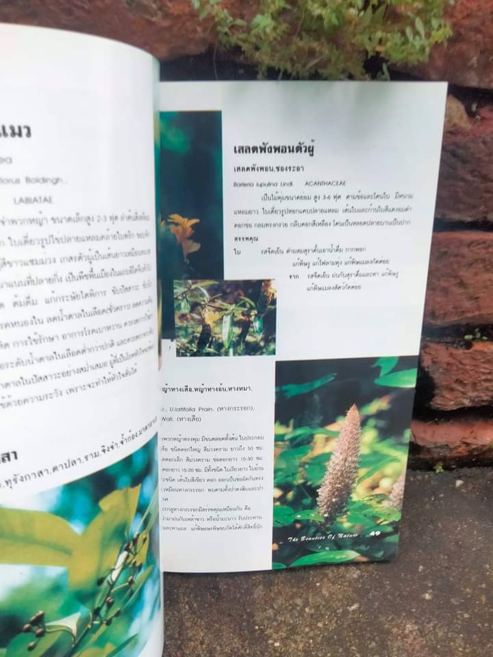 สมุนไพร 1 ฉบับปรับปรุงใหม่หนังสือเพื่อท่านที่รักธรรมชาติ