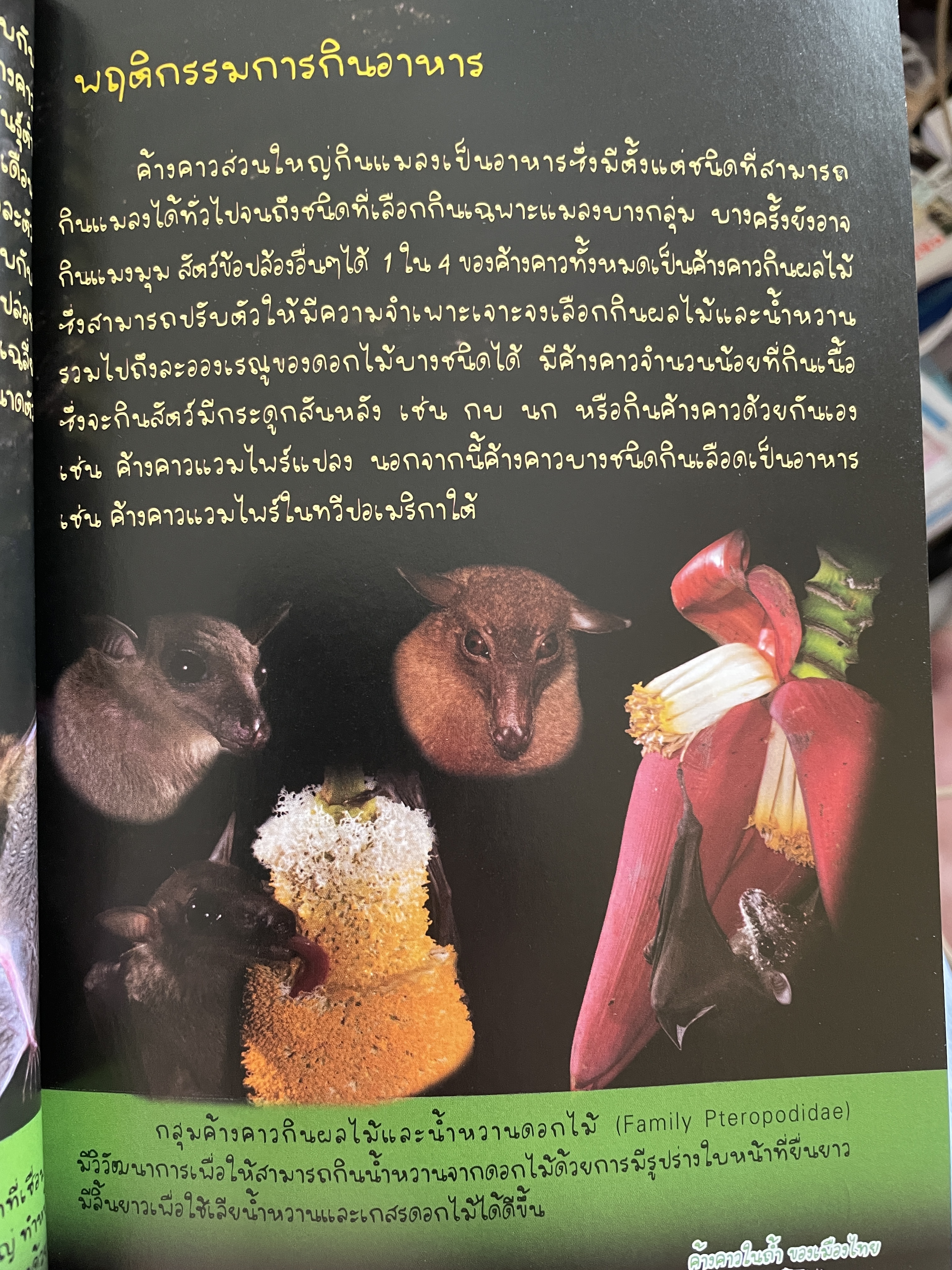 ค้างคาว ในถ้ำของเมืองไทย Cave-Dwelling Bats of. Thailand. จัดทำโดย กลุ่มงานวิจัยสัตว์ป่า สำนักอนุรักษ์สัตว์ป่า กรมอุทยานแห่งชาติ สัตว์ป่า และพันธุ์พืช 1,500 กรัม