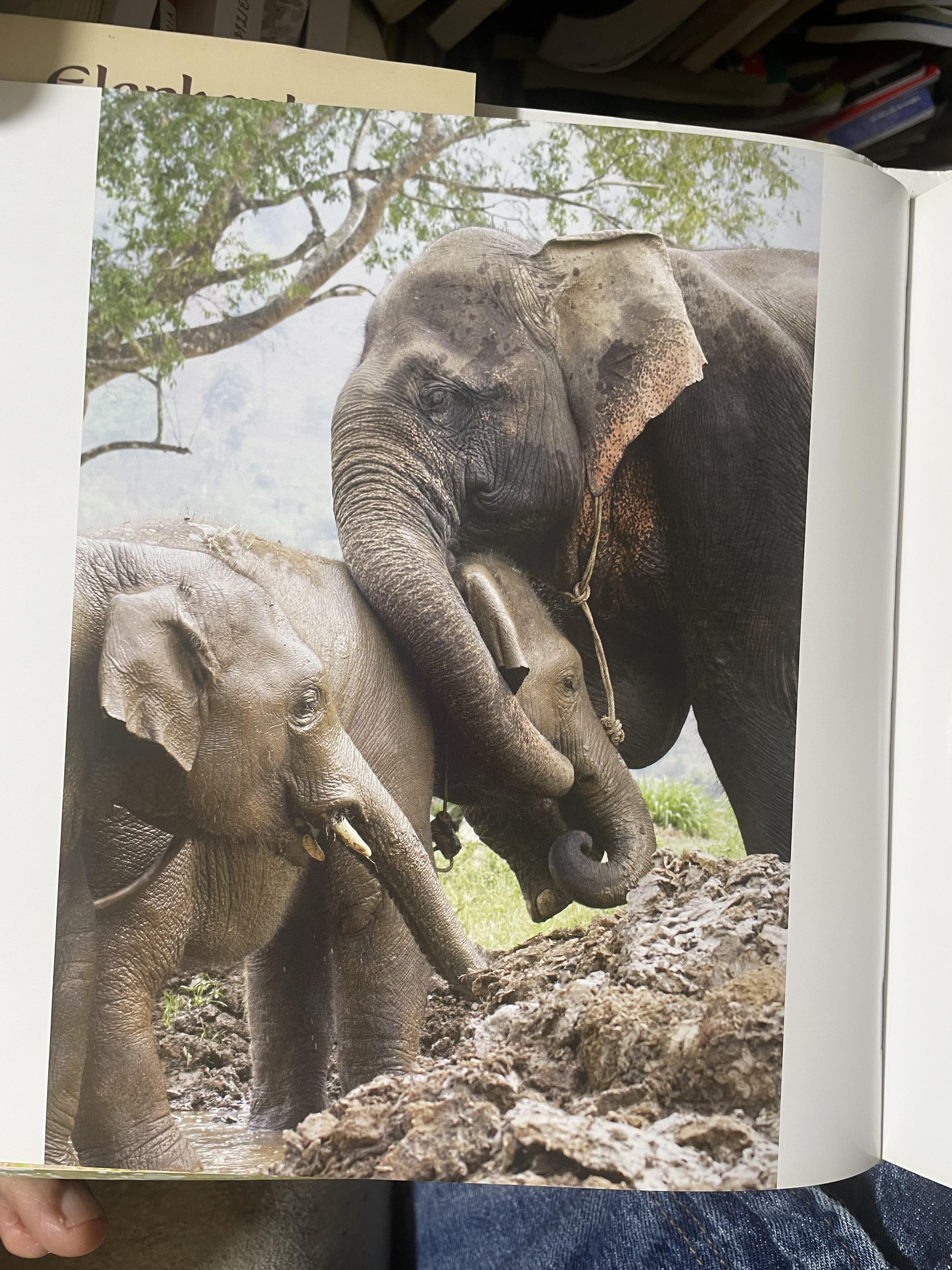 Elephants Living in Sanctuary 3 กก.