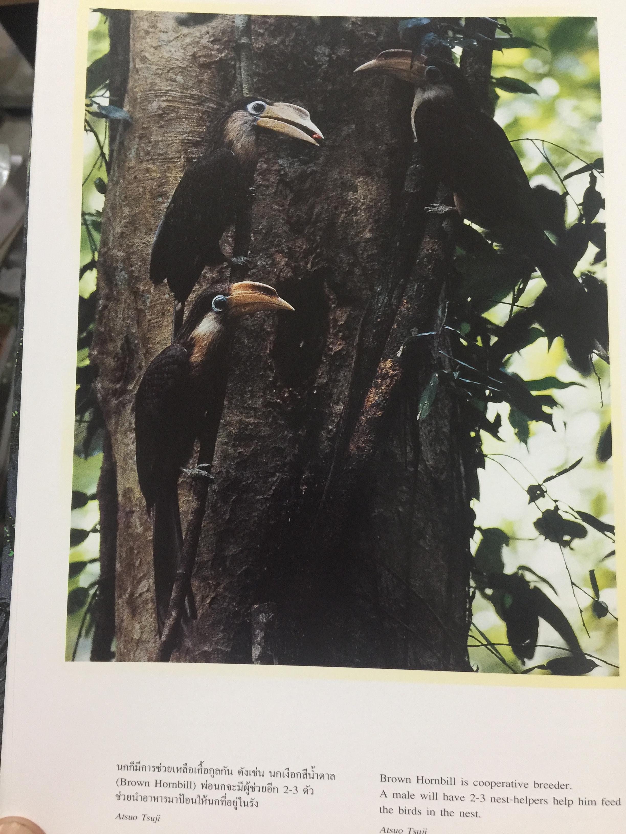wings of the wild. บันทึกธรรมชาติ ด้วยปีกแห่งพงไพร. บรรณาธิการ ดวงดาว สุวรรณรังษี 0 กก.