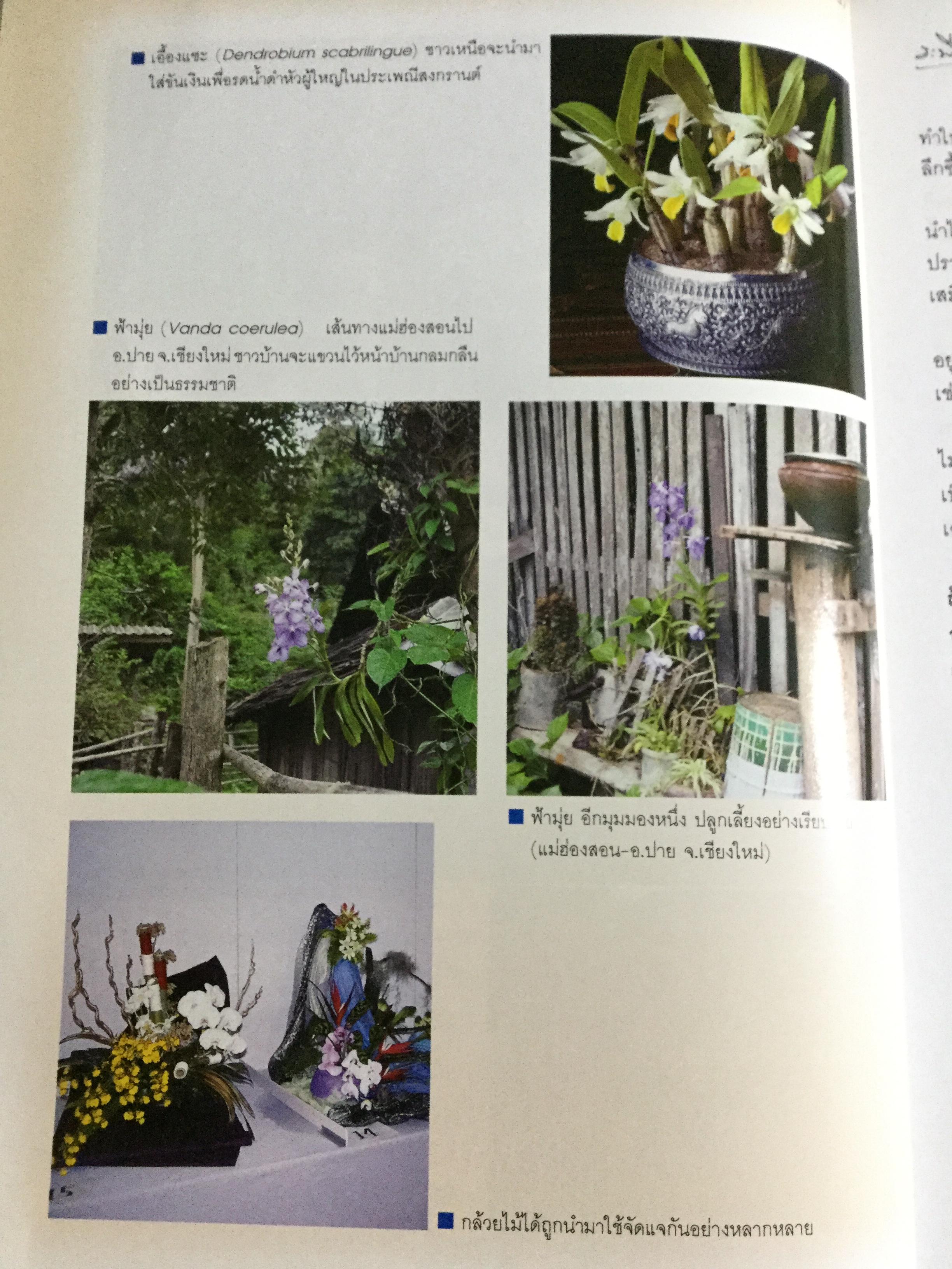 กล้วยไม้ สำหรับผู้เริ่มต้น ผู้เขียน ระพี สาคริก 2,300 กรัม