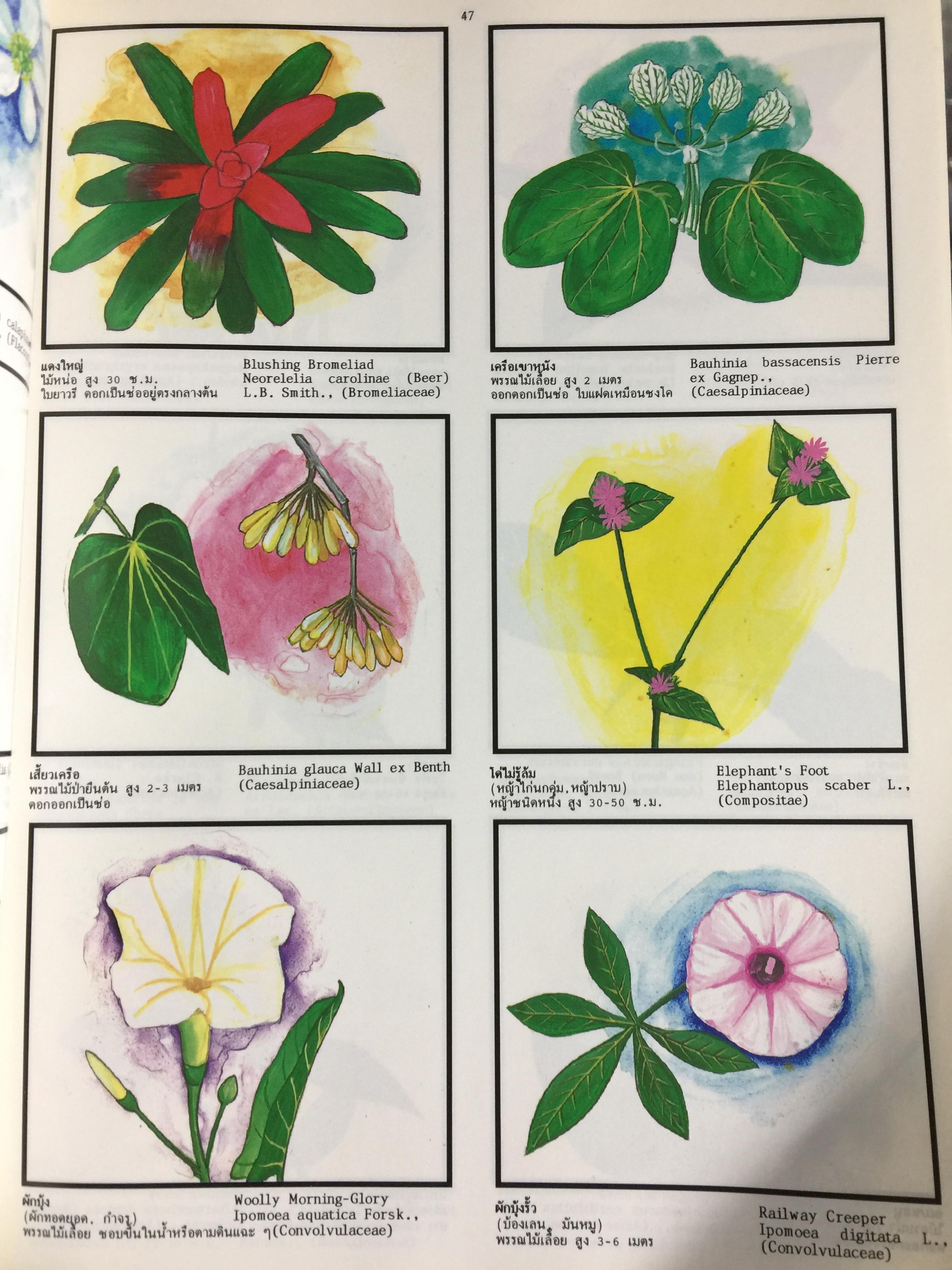 พจนานุกรม ไม้ดอกไม้ประดับ ในเมืองไทย ผู้เขียน ดร.วิทย์ เที่ยงบูรณธรรม 2 กก.