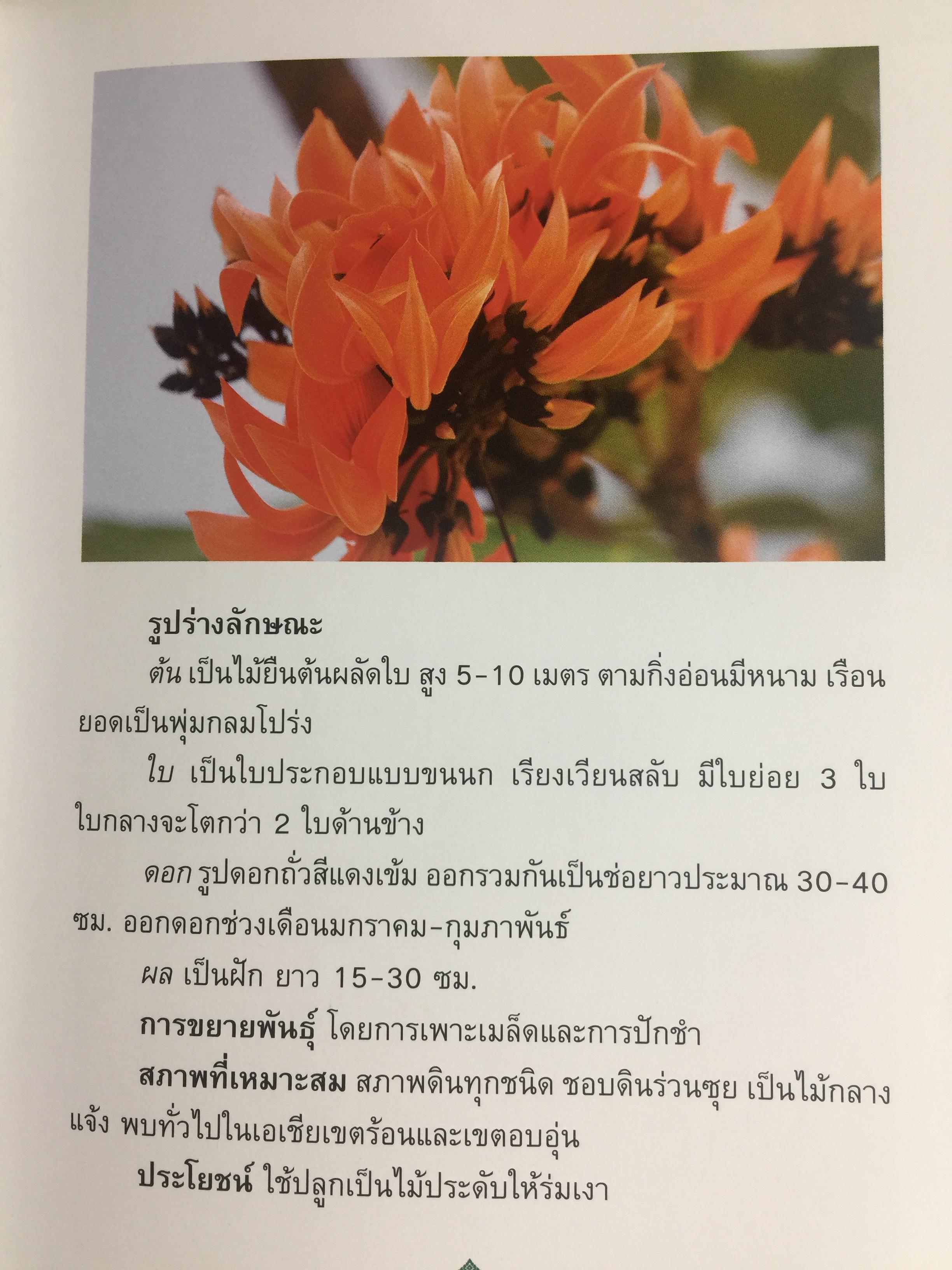 ยาสูบไทย หัวใจสีเขียว. พรรณไม้มงคลประจำจังหวัด สวนป่าเบญจกิติ 0 กก.