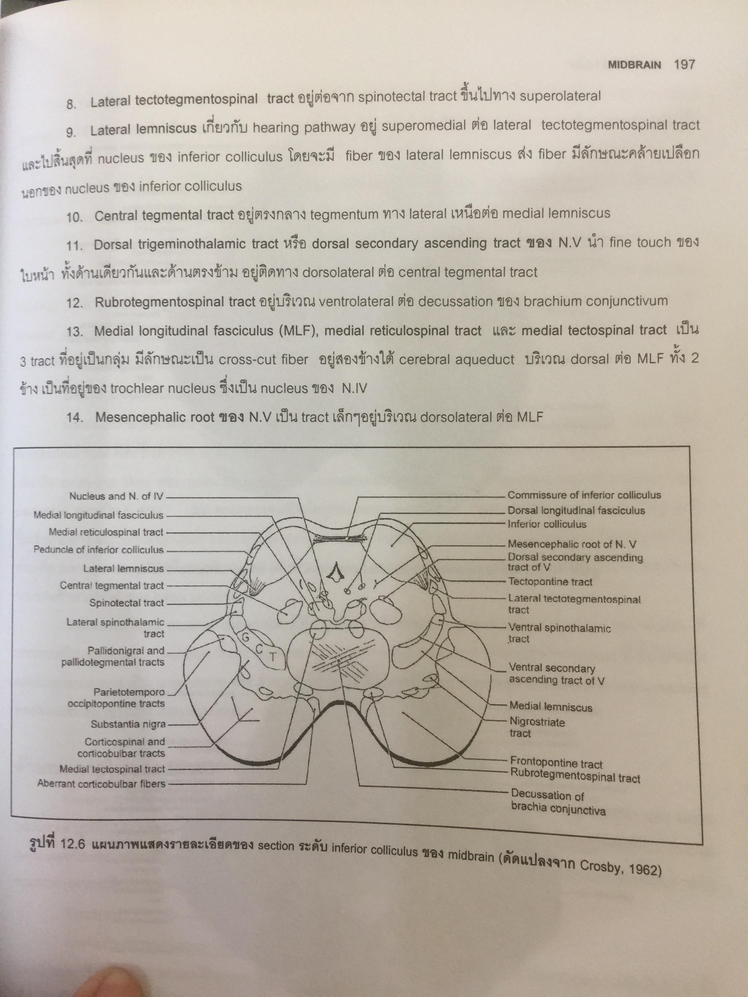 ตำราประสาทกายวิภาคศาสตร์ บรรณาธิการ เกรียงไกร อุรุโสภณ เรียบเรียงโดย คณาจารย์ภาควิชากายวิภาคศาสตร์ คณะแพทย์ศาสตร์ศิริราชพยาบาล 0 กก.