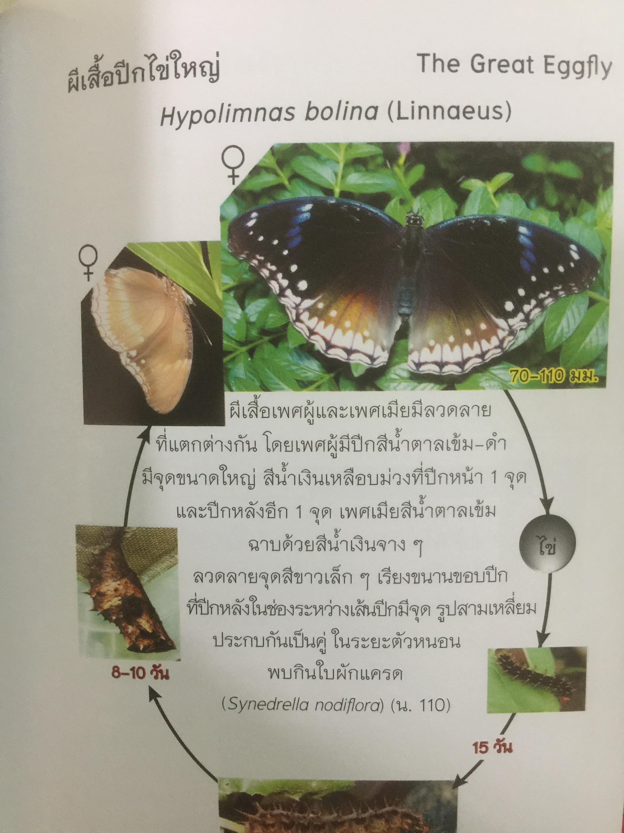 คู่มือผีเสื้อ. จัดทำโดย สำนักวิจัยการอนุรักษ์ป่าไม้และพันธุ์พืช กรมอุทยานแห่งชาติ สัตว์ป่า และพันธุ์พืช 0 กก.