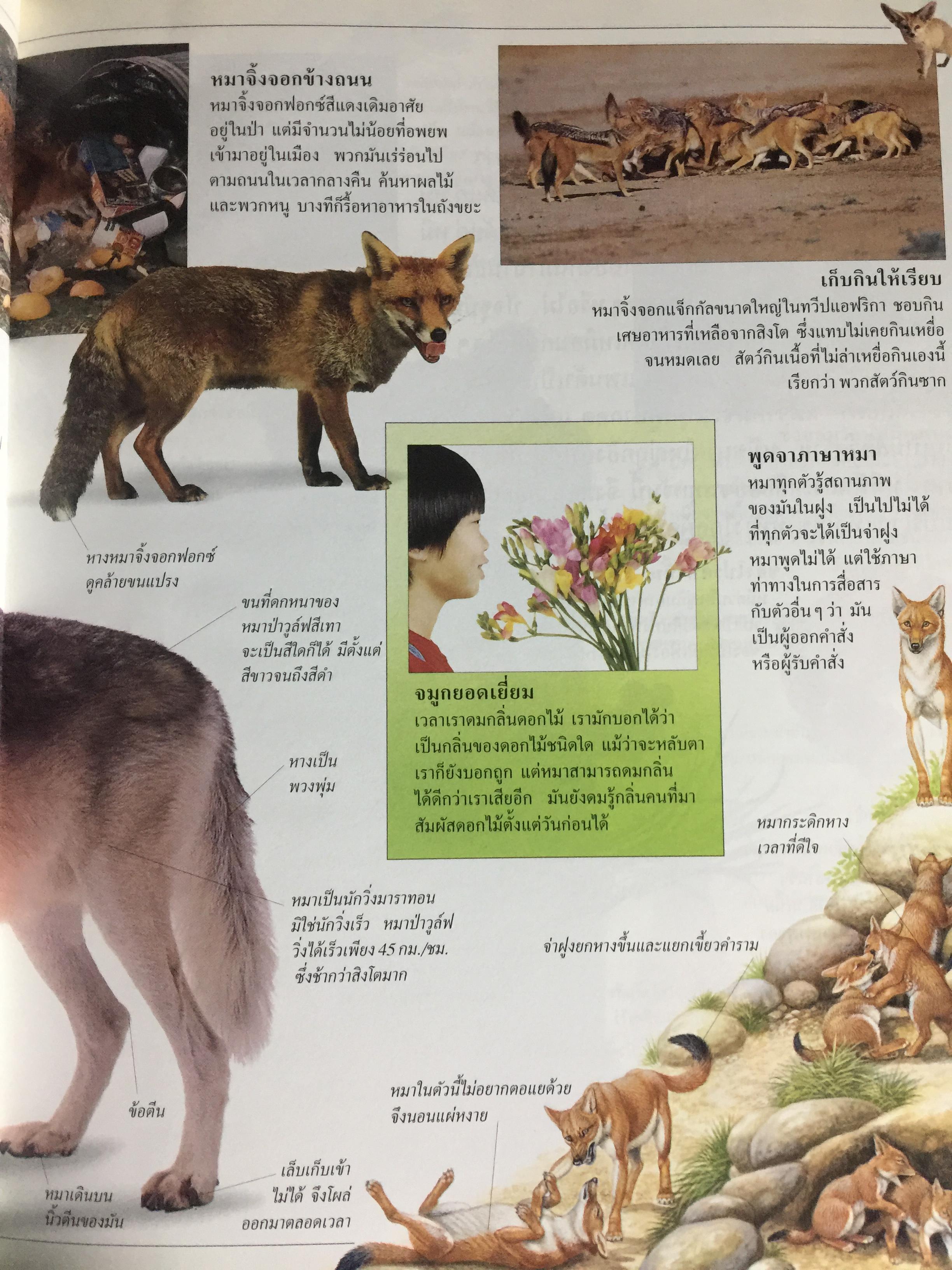 สัตว์เลี้ยงลูกด้วยนม. หนังสือเด็กรักลูก ห้องสมุดแสนสนุก ค้นพบโลกแห่งความมหัศจรรย์ด้วยภาพตื่นตาเร้าใจพร้อมเรื่องน่ารู้ชวนติดตาม 0 กก.