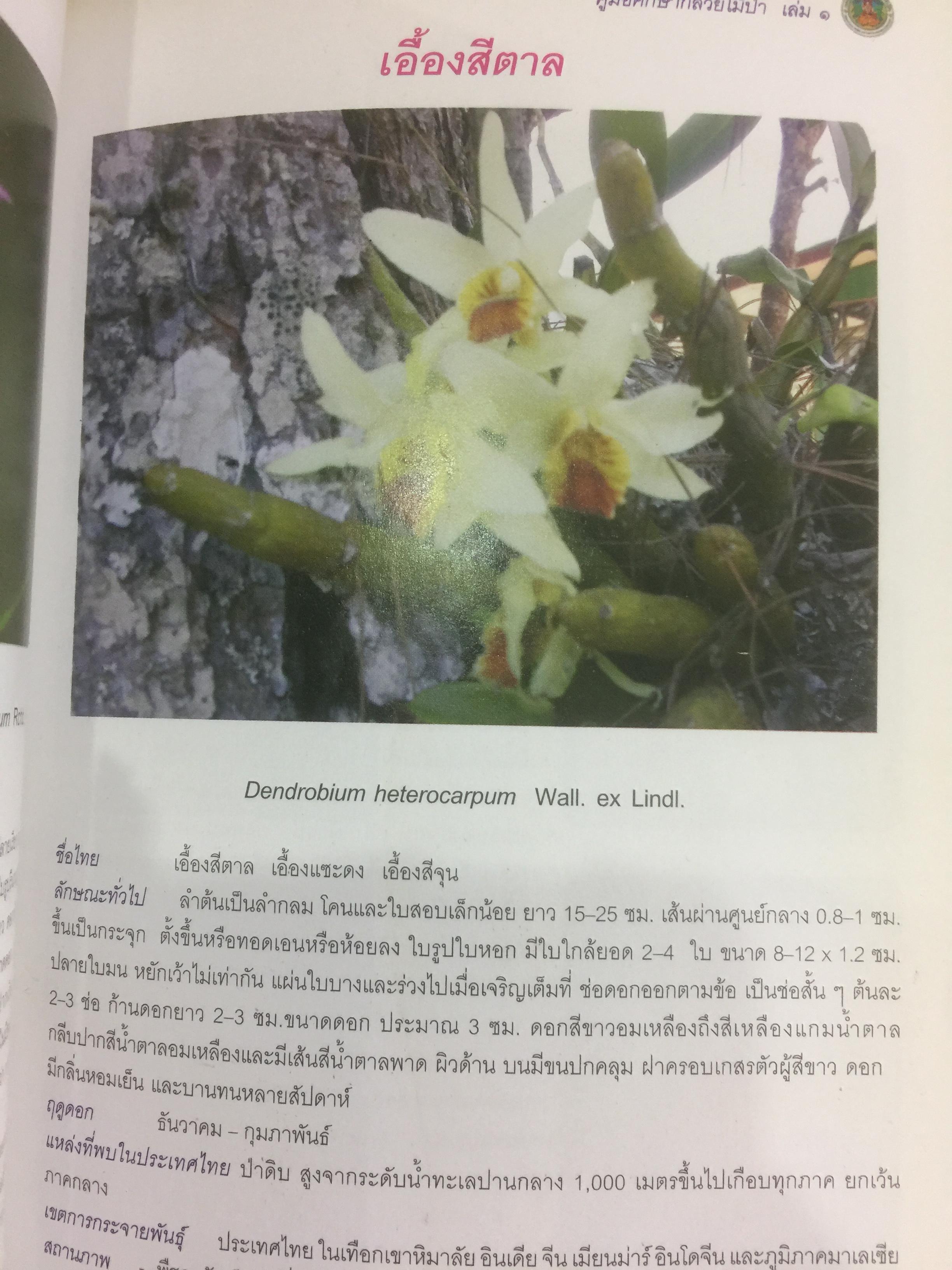 คู่มือศึกษากล้วยไม้ป่า เล่ม 1. จัดพิมพ์โดย สำนักวิจัยการอนุรักษ์ป่าไม้และพันธุ์พืช กรมอุทยานแห่งชาติ สัตว์ป่า และพันธุ์พืช 0 กก.