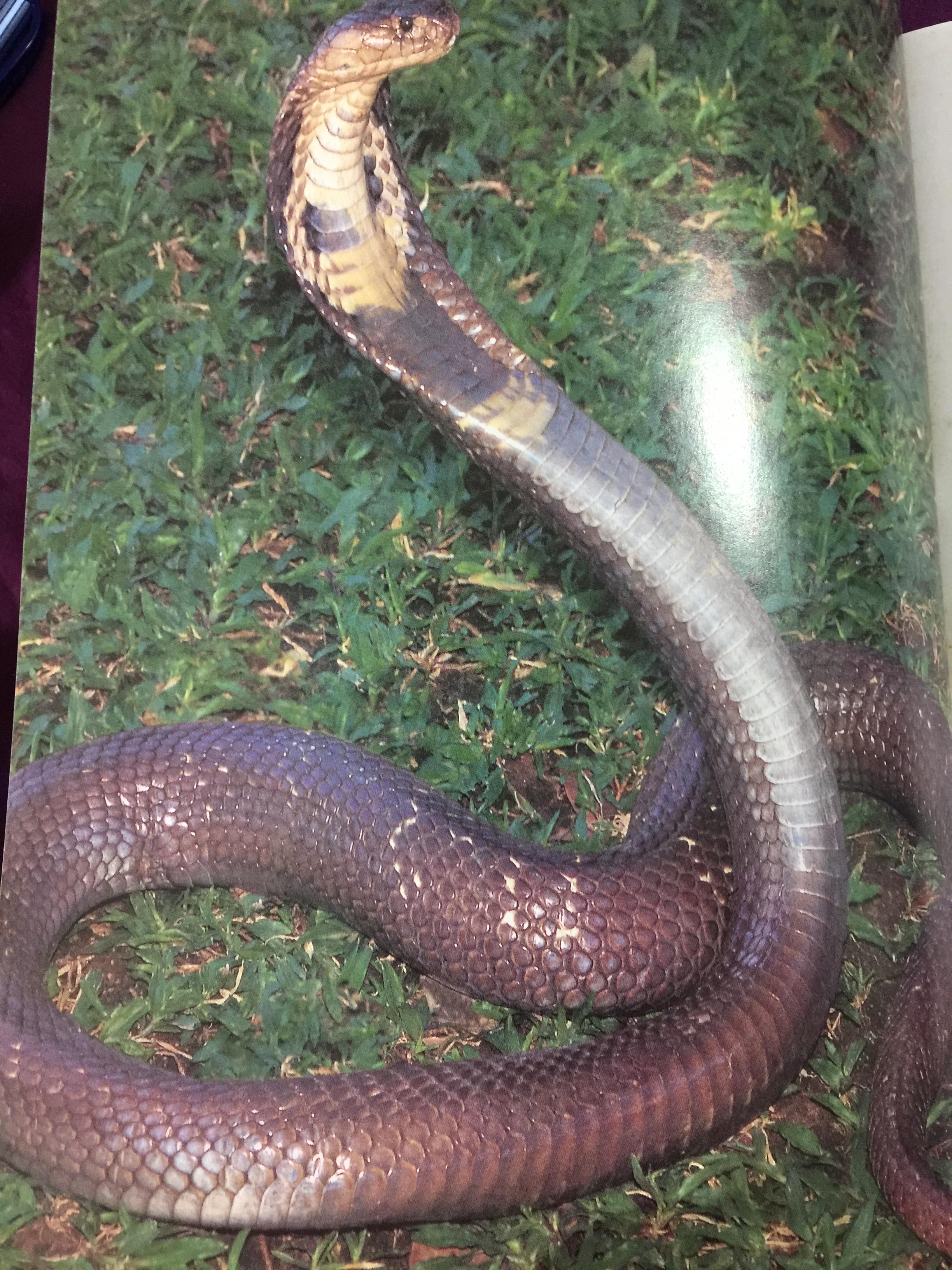 งูพิษ ในประเทศไทย ทุกแง่มุมชีวิตและลักษณะนิสัยของงูพิษ โดยผู้เชี่ยวชาญเรื่องงูมากที่สุดในประเทศไทยผู้เขียน ไพบูลย์ จินตกุล 0 กก.