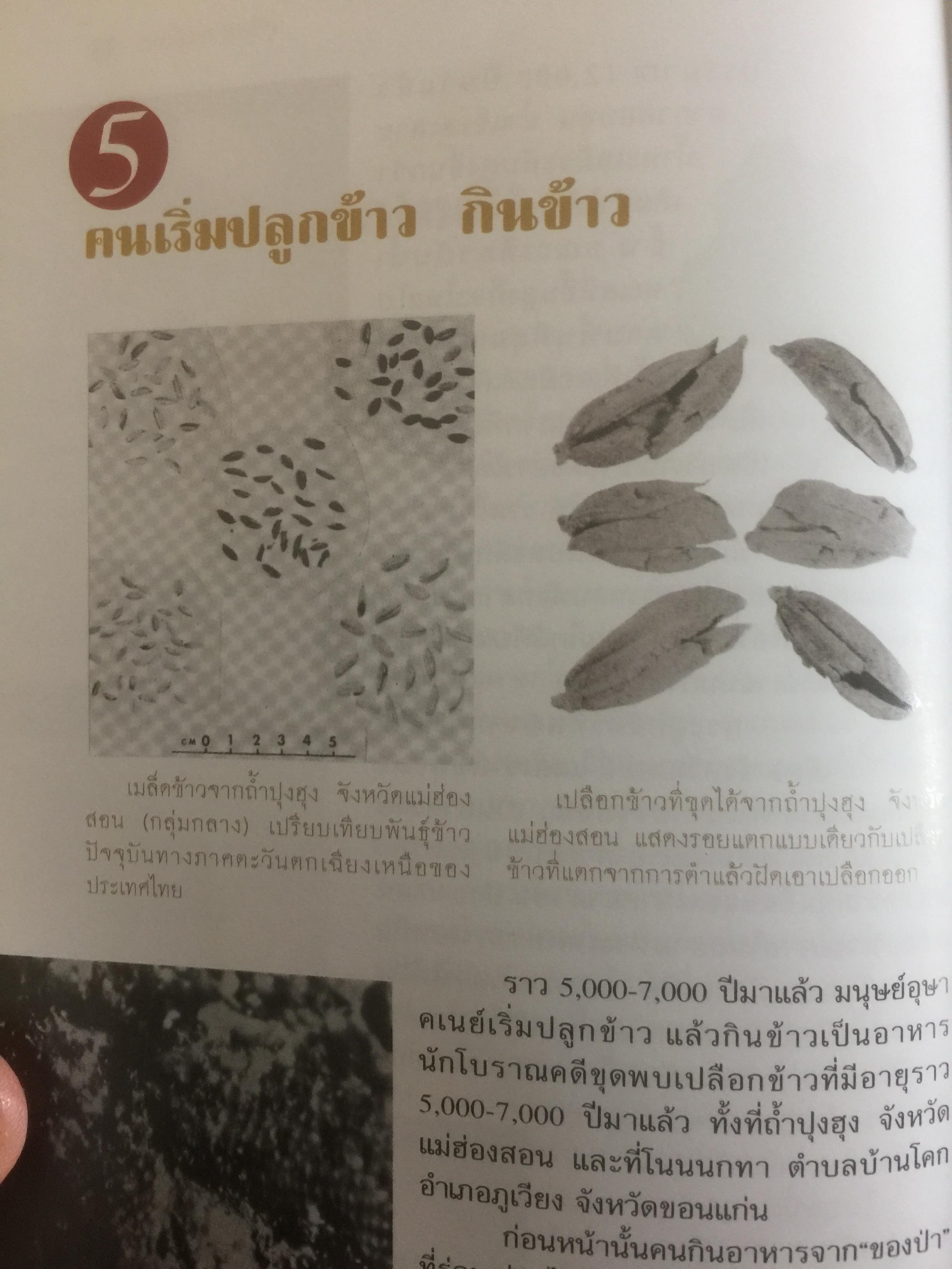 สุวรรฯภูมิ ต้นกระแสประวัติศาสตร์ไทย. เป็นหนังสือชุดศิลปวัฒนธรรมฉบับพิเศษ ผู้เขียน สุจิตต์ วงษ์เทศ 0 กก.