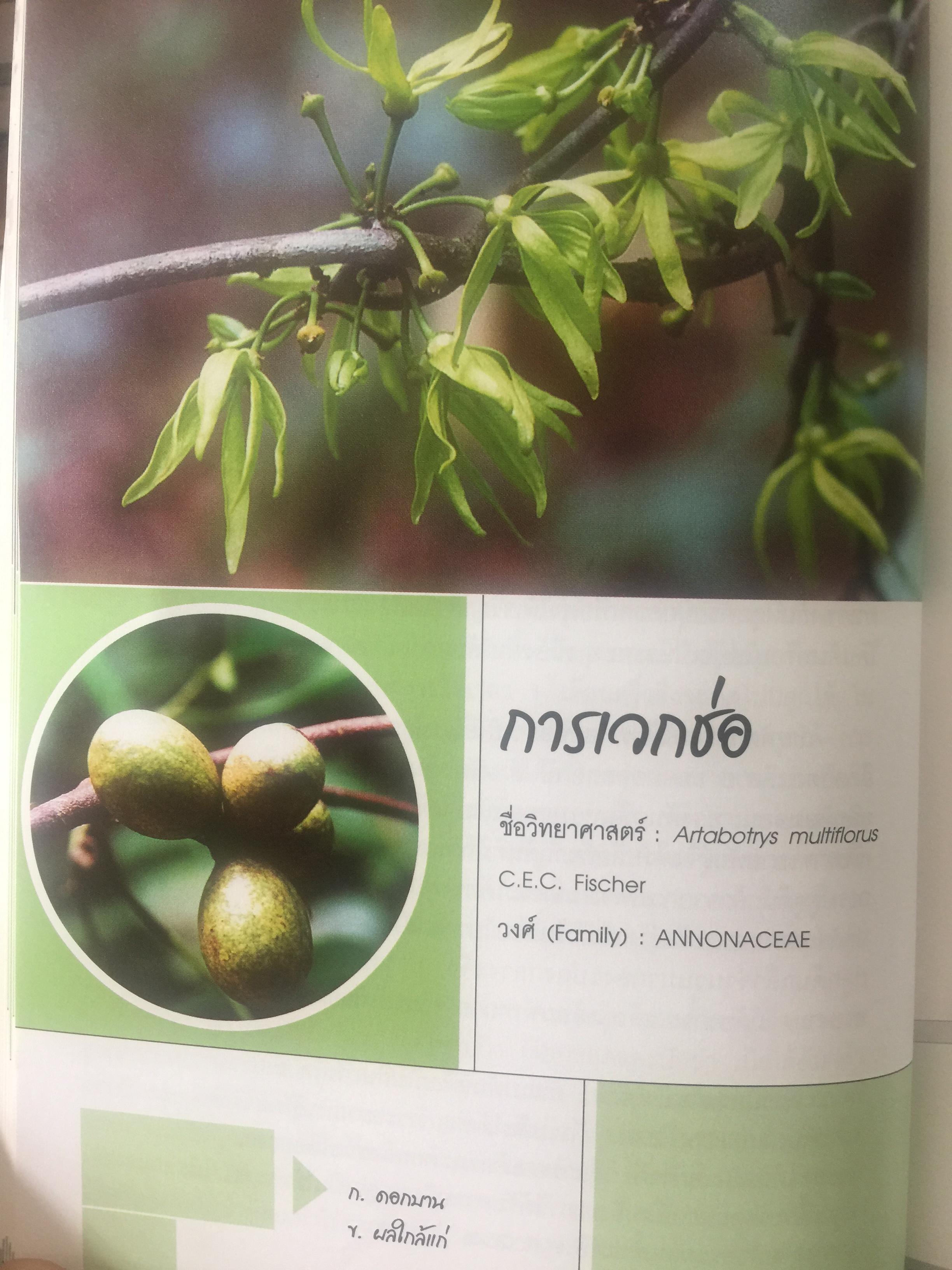 พรรณไม้ดอกหอมพื้นเมือง. ที่หายากและใกล้สูญพันธุ์ในประเทศไทย. ผู้เขียน ดร.ปิยะ เฉลิมกลิ่น 0 กก.