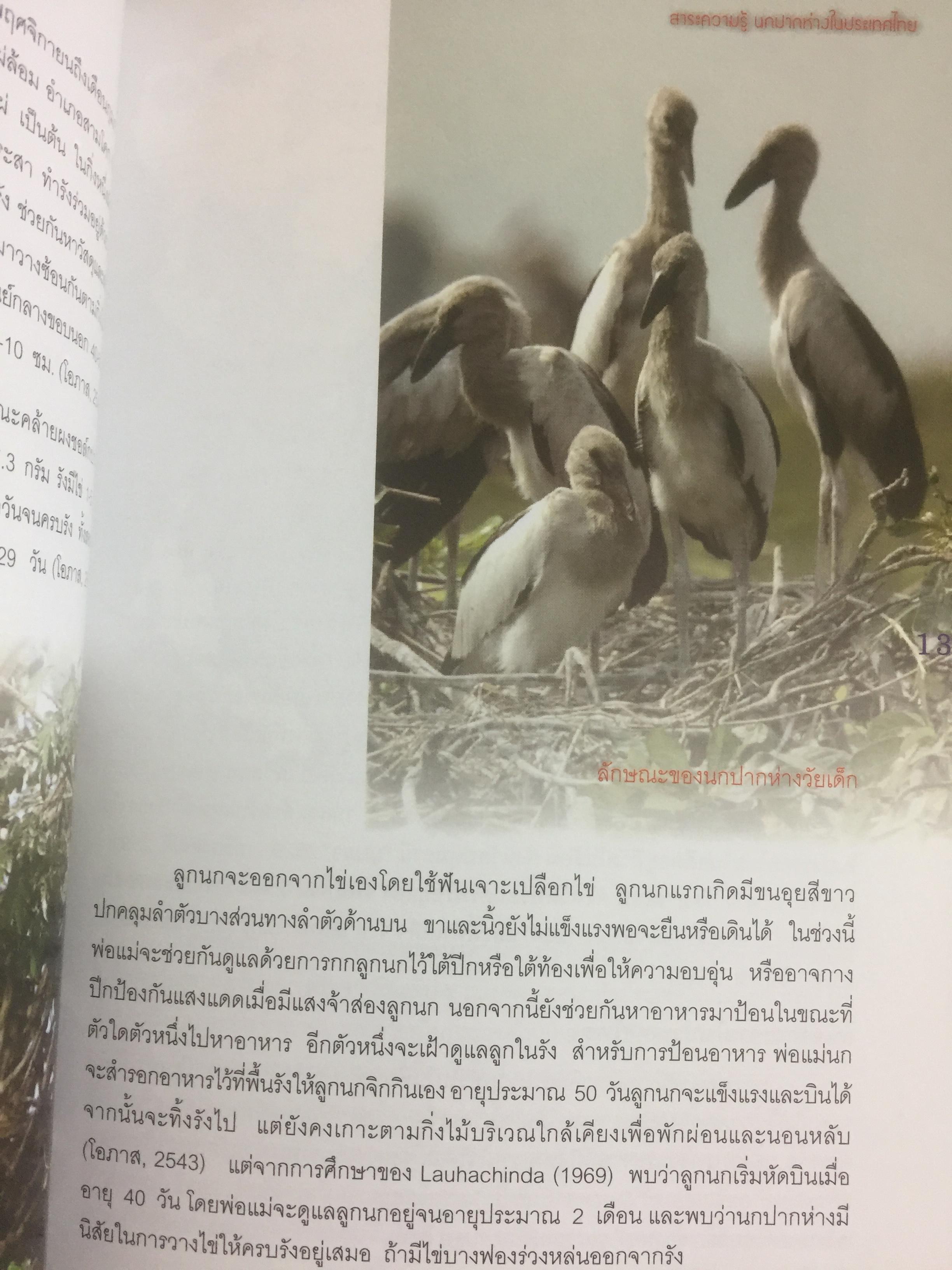 สาระความรู้ นกปากห่าง ในประเทศไทย. ผู้เขียน ไกรรัตน์ เอี่ยมอำไพและคณะ 0 กก.