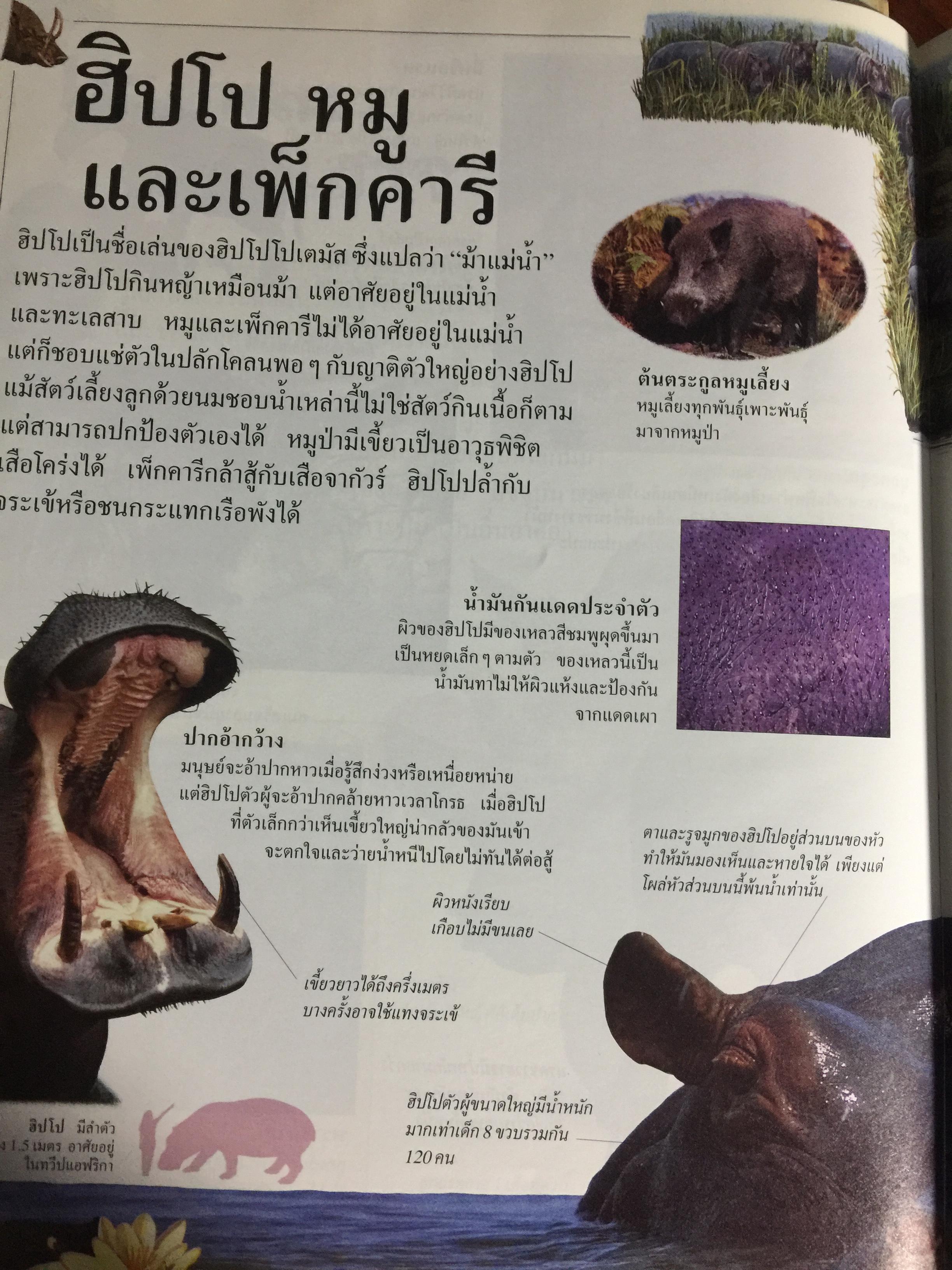 สัตว์เลี้ยงลูกด้วยนม. หนังสือเด็กรักลูก ห้องสมุดแสนสนุก ค้นพบโลกแห่งความมหัศจรรย์ด้วยภาพตื่นตาเร้าใจพร้อมเรื่องน่ารู้ชวนติดตาม 0 กก.