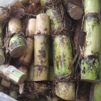 พันธุ์อ้อยคั่นน้ำ สุพรรณ50 พร้อมปลูก (100ข้อตา ราคา 180บาท)