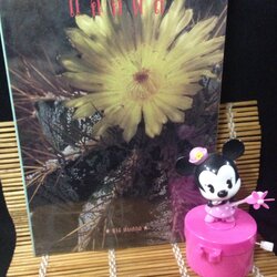 ไม้ประดับ แคคตัส