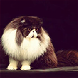 ผลิตภัณฑ์กรูมมิ่งส่วนลำตัว